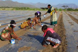 Januar 2018 Sowing of the Moringa hedges