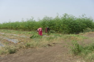 1st cut at 1.2meter hight after 3.5 month from sawing, here 2nd cut on in June 11th 2018